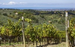 Podere Grattamacco Bolgheri vigna