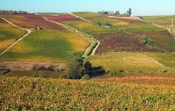Grignolino alla riscossa