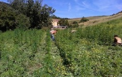 Hempathy, la birra aromatizzata alla canapa