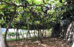 Henriques & Henriques vigneto