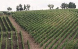 Historia Antiqua antichi vigneti panorama