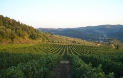 I Veroni, nel cuore della Rufina