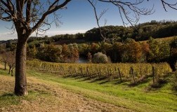 I signori del Lambrusco: Andrea Ferrari di Monte delle Vigne