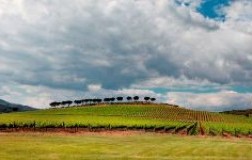 Il Consorzio Vini Maremma Toscana “goes social”