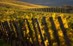 Il Signore di Spagna: Vega Sicilia (1)