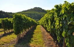 Il Soave Classico Fonte di Canoso, ora e dopo 