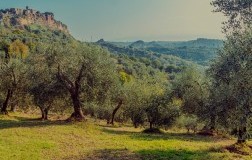 Il Triangolo dell'Olio