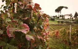 Il progetto Imperatori e il Cabernet Sauvignon
