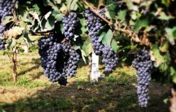 Il raboso e le sue radici