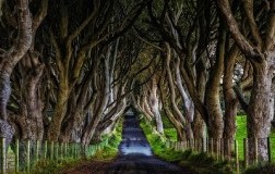 Il sentiero di alberi e la birra di Antrim