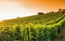 Il vigneto urbano di Frascati