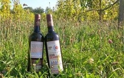 Il vino del riscatto: Selva Lacandona