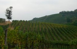 Brda, Jakončič e i vini di Carolina
