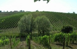 L'arancio che piace: Piluc di Poggio alla Meta