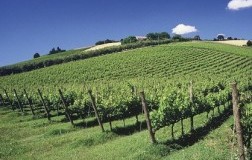 La Hoz 2011 Umani Ronchi, lo spumante che non ti aspetti