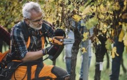 La dendrochirurgia di Simonit&Sirch