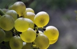 La falanghina: 