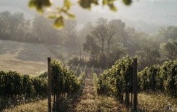La Lupinella cantina vini Toscana vigneti