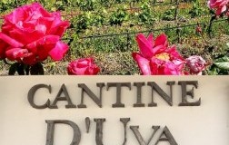 La tintilia di viola e mora di Angelo D'Uva