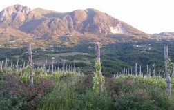 Lapio Wine Tasting (1): Taurasi