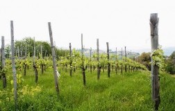 Lapio Wine Tasting (2): Fiano di Avellino