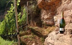 LasteRosse val di non vigneto