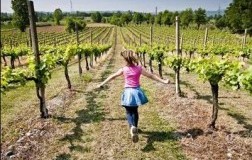 Franciacorta lezione in vigna 