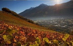 lo triolet cantina vini valle d'aosta vigneti pinot gris 2016 doctorwine