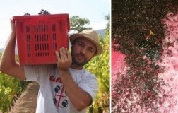 Cannonau Berteru, niente altro per la Cantina Gungui 