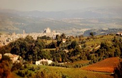 Il Viognier Orvietano di Madonna del Latte