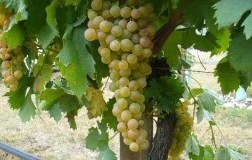 Malvasia di Candia aromatica