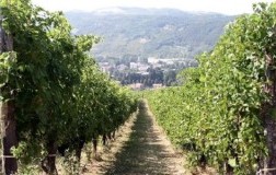 Un allegro Gutturnio - Marengoni vigneto