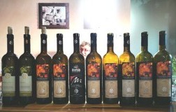 Cesare Mariotti Verticale bianchello del Metauro Piandeifiori bottiglie