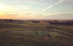 merumalia primo frascati superiore lazio vigneti 