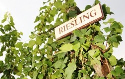 Mitico Riesling (1): una premessa
