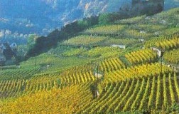 Mitico Riesling (3): Trocken e Kabinett d'Alsazia