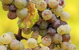 Mitico Riesling (6): Beerenauslese