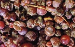 Mitico riesling (7): Trockenbeerenauslese e Selections de Grains Nobles