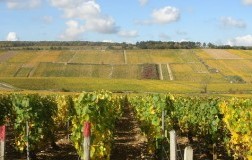 Mondo Chablis (2): Premier Cru