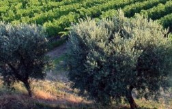 L'Ascolana Tenera di Montecappone