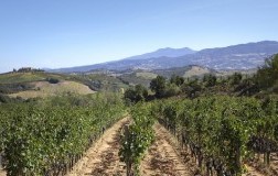 Vigneti nella DO Montecucco, Toscana