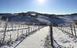 Montepulciano 