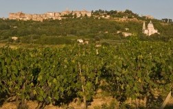 Vigneti Montepulciano