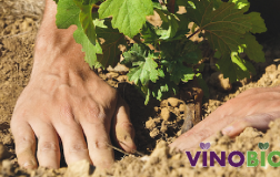 Sito Vino bio - ita.bio 