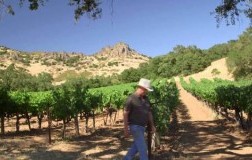 Napa Valley wineries