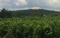 Nero di Troia Castel del Monte