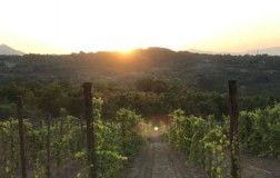 nolure cantina vini campania vigneti avellino aglianico 