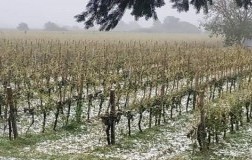 Nubifragio Verona vigneti