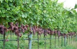 Nuove denominazioni: Doc delle Venezie e Igt Trevenezie