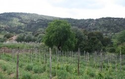 Orgoglio e tenacia